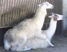 llamas_felices